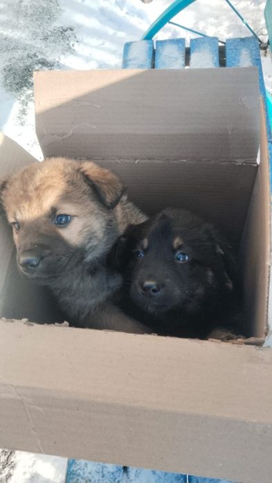 Даром мальчик 5мес