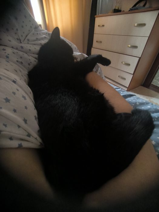 Кошка и кот в добрые руки