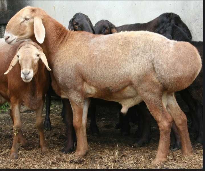 Кучкор сотилади.Вобкент тумани