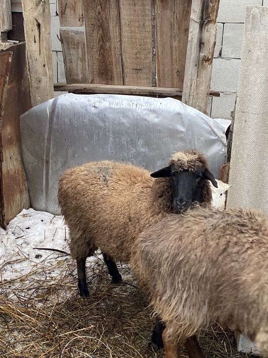 Продам Барана обращайтесь