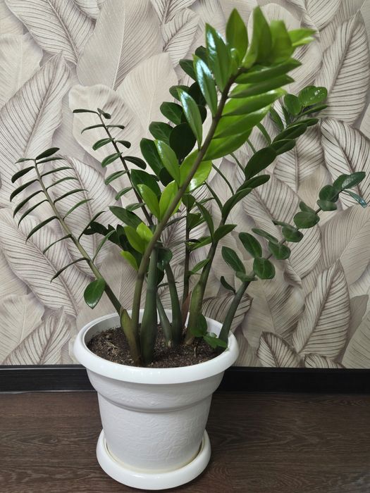 Продам комнатные растения.