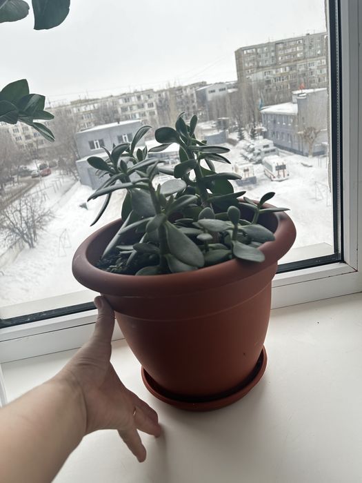 Комнатные цветы