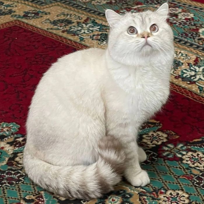 Vyazkaga..Premium class shinshilla qoni tozza