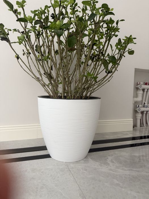 Tuvak donasi 50.000 mindan .