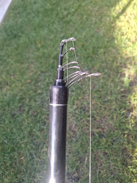 Болонеза Insigna 6m.