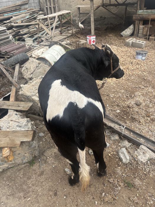 1 жастан аскан огиз