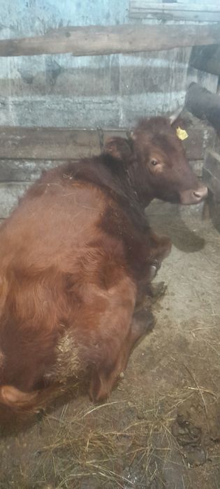 Корова ,телкий, 950000тг еки баска