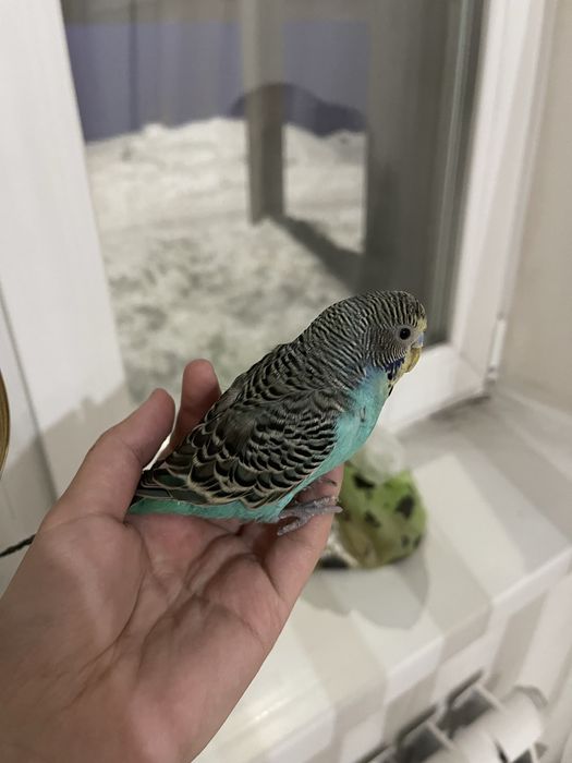 Продам умный папугай