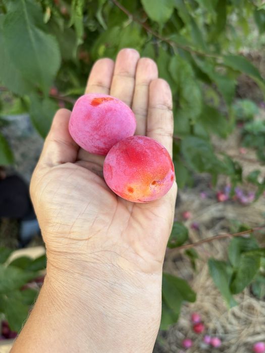 Продам сливу дачную