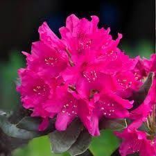 Rhododendron (Trandafir de Munte )