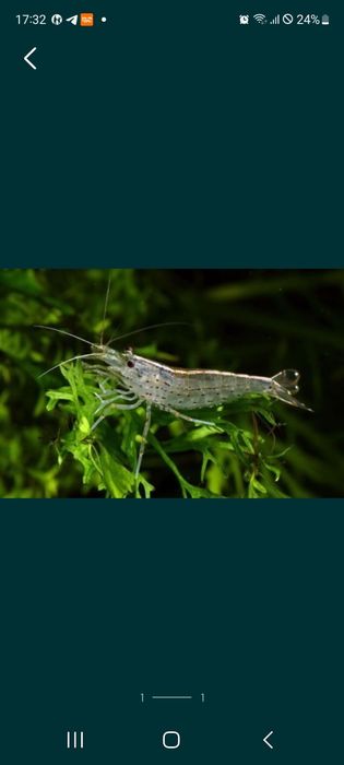 Аквариум. Креветки Амано.