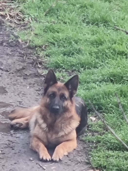 Немска овчарка женска