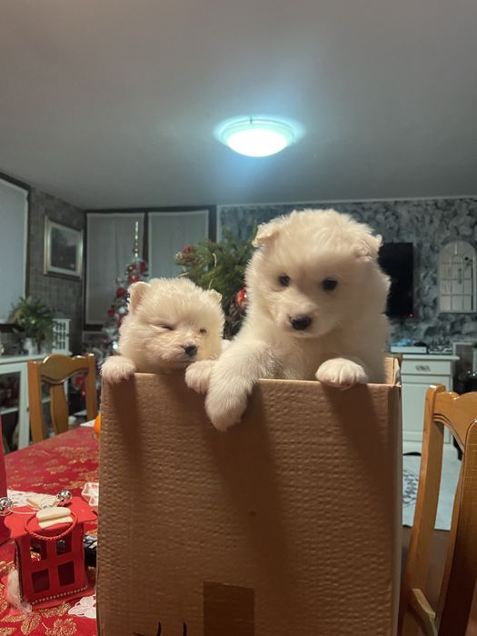 Catelusi rasa samoyed