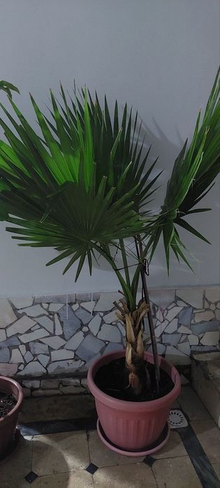 100 ta ga yaqin gullar mavjud