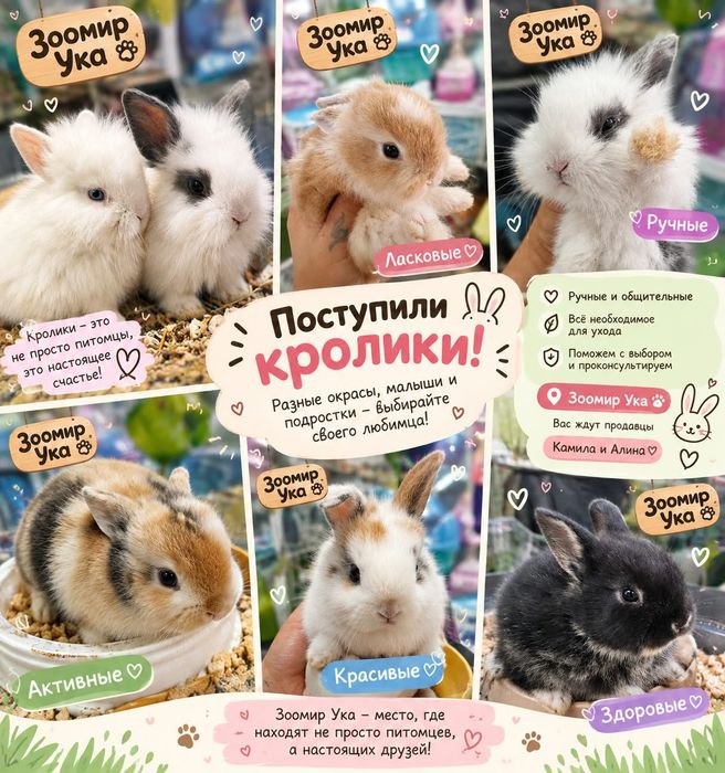Карликовые кролики