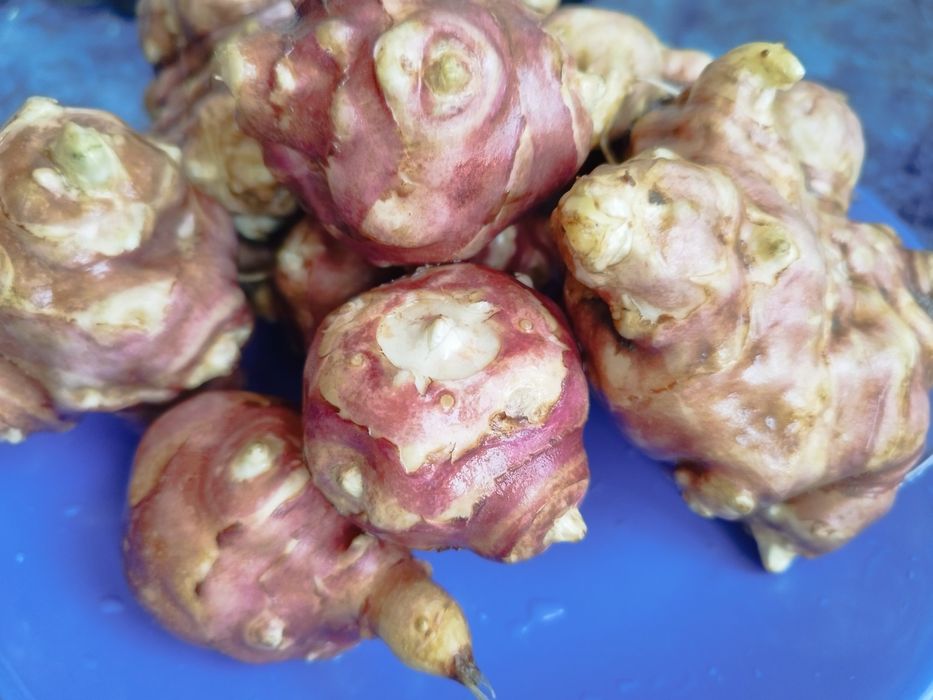 Vând napi roz ( topinambur)