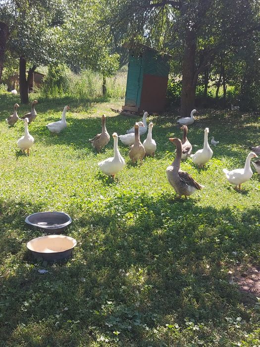 Продам Гусей 4 месяца крупные