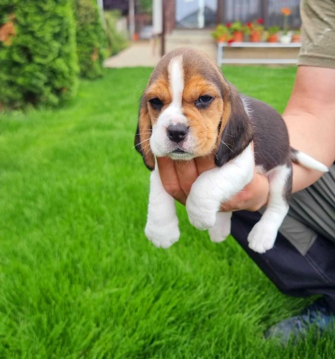 Pui Beagle Pedigree