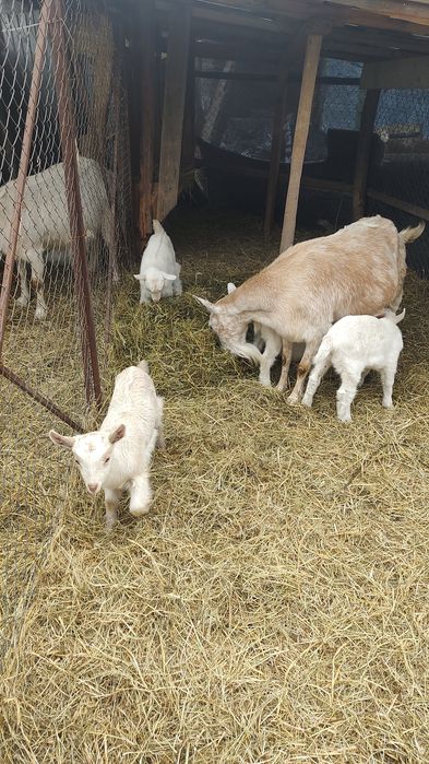 Se vind capre Saanen