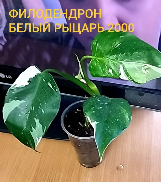Продам филодендрона разные