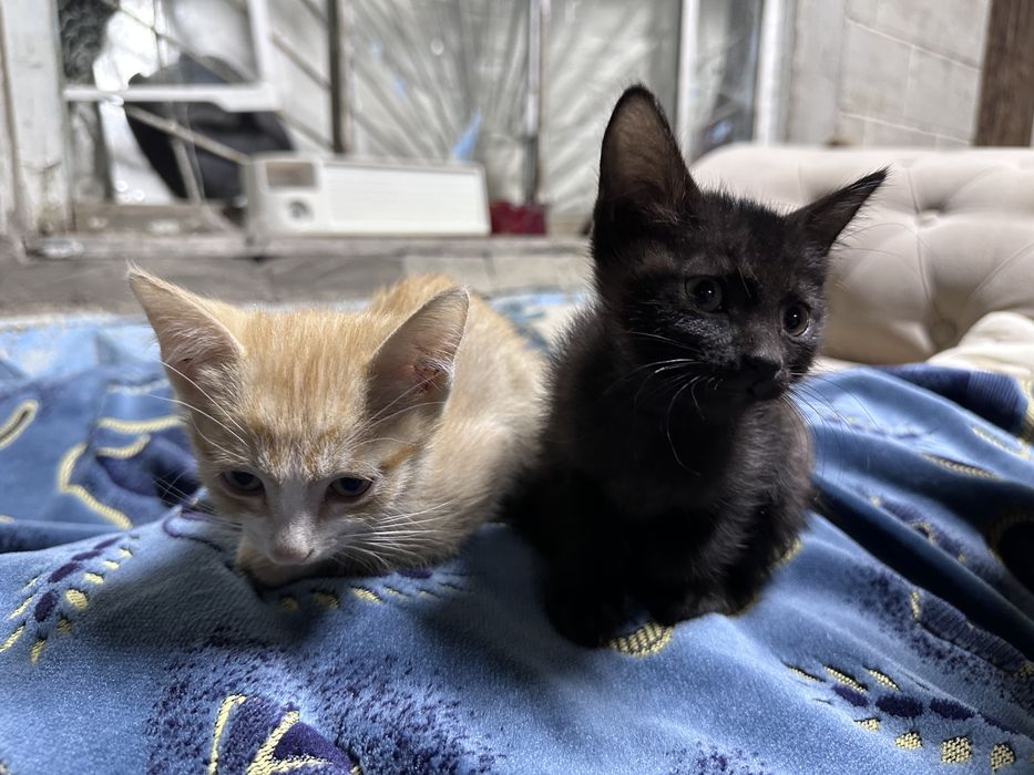 Котики 2 месяцчные