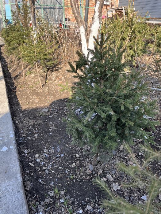 Продам саженцы елок, кедра!