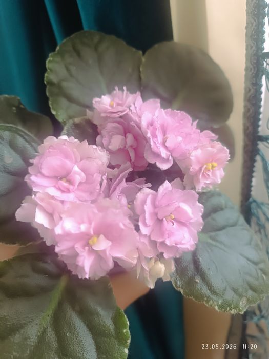 Фиалка Rebels rose bud