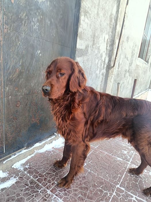 Украли ирландского сеттера