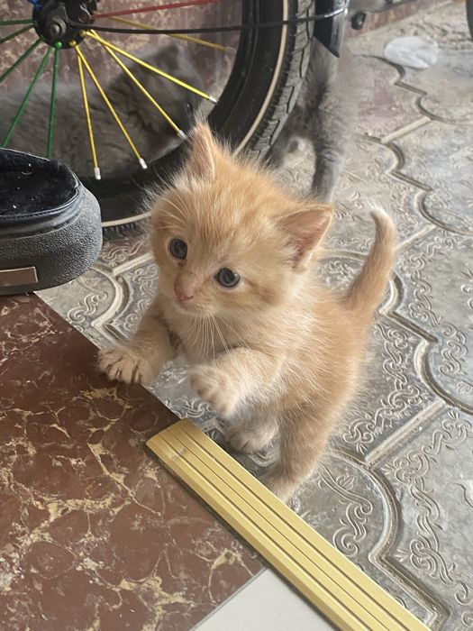 Продаем котят породистых