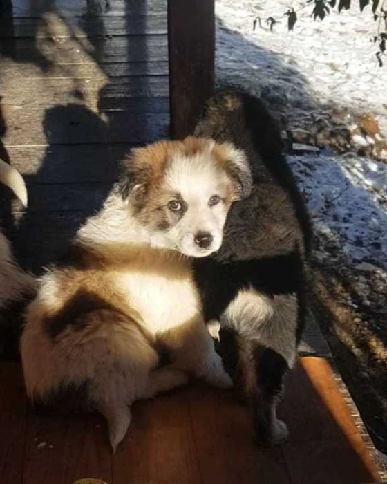 Donez 5 caței și 2 cațelușe de rasă metis ciobănesc