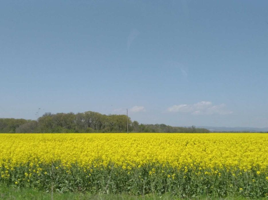 Продавам пчелен мед от рапица