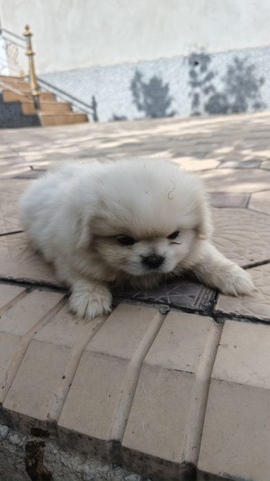 ZOTI PEKENES 3 dona bor