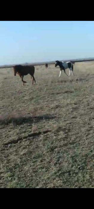 Продам Тайчика девочка