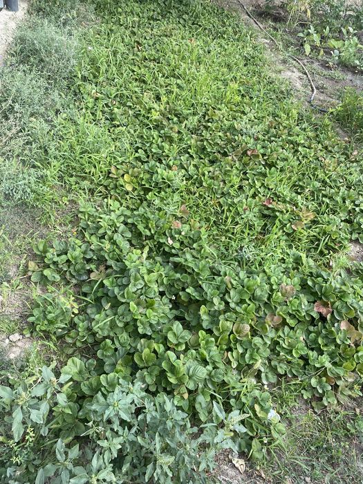 Рассада клубники