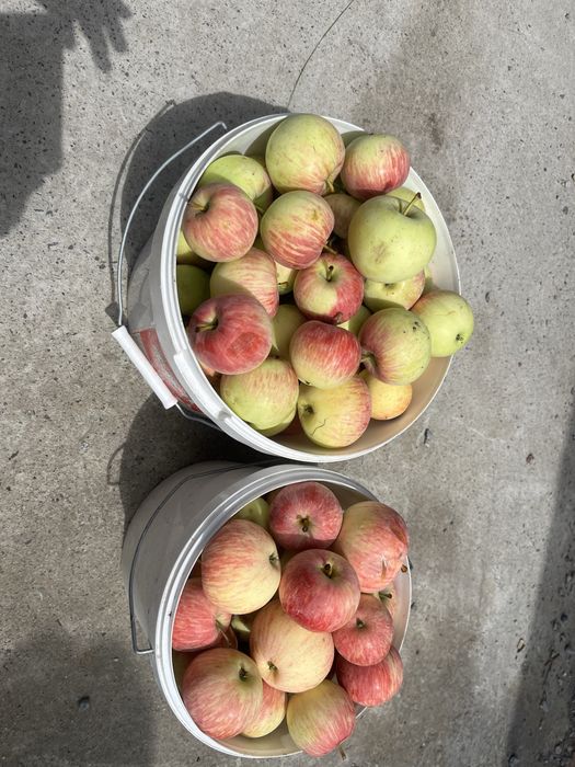 Продам яблоки домашные