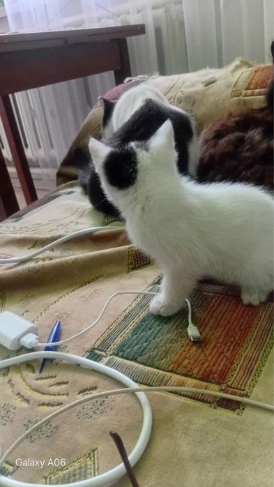 Отдам котенка бесплатно