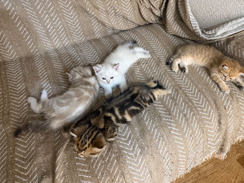 Котята продаются 2 мес