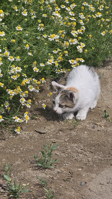Отдам бесплатно котёнка