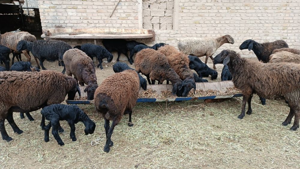 Chorva qo'ylar va qo'zilar