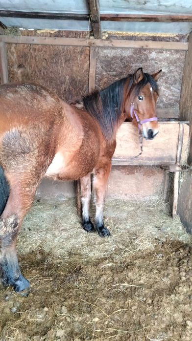 Vând mânză 1an și 4 luni ,ham și caruta