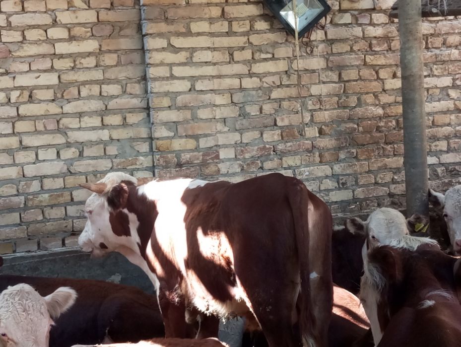 Grenfor Angus buqalar