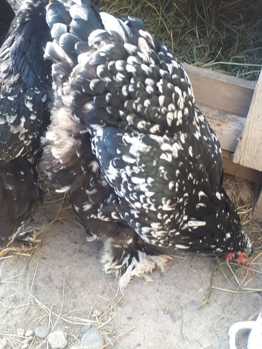 Vând cocoși și gaini brahma vaccinați  și deparazitați