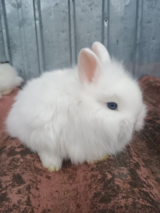 Oferta de Crăciun cap de leu cu ochii albaștrii și berbec pitic