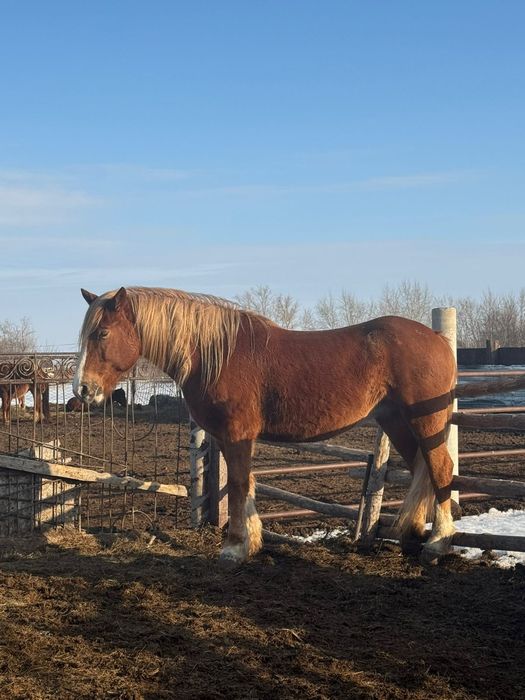 Продам кобылу полу тяж
