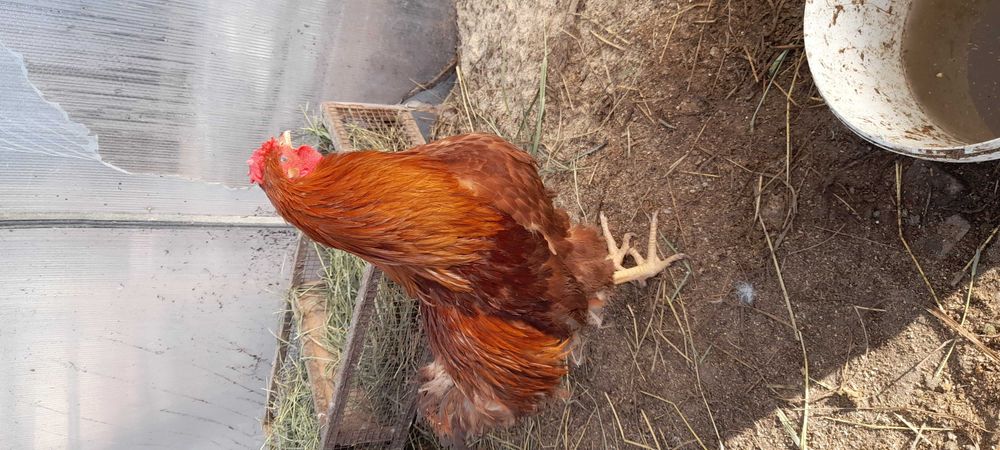 Петухи разного возраста