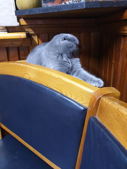 Шикарные чистокровные малыши