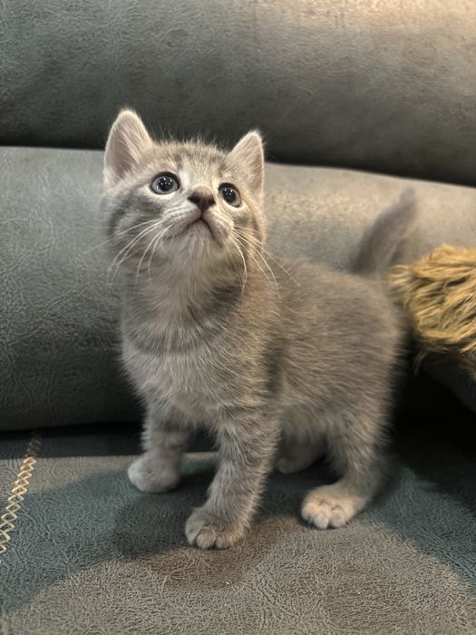 Котята бесплатно