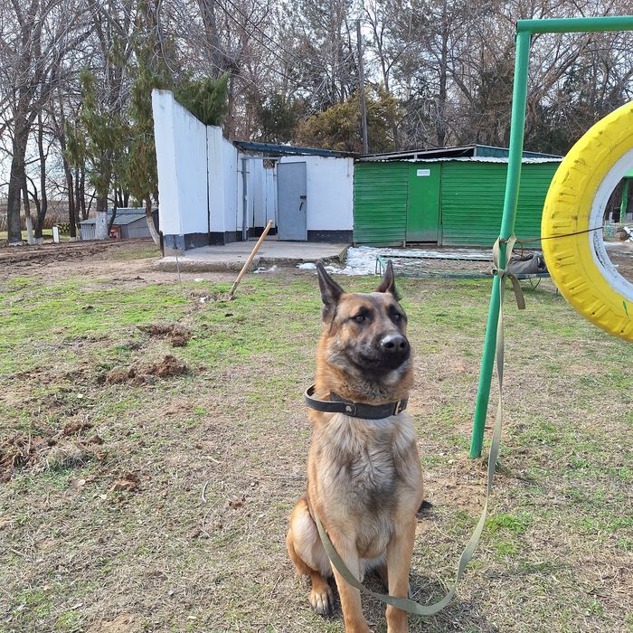 Белгейски овчарка малинуа