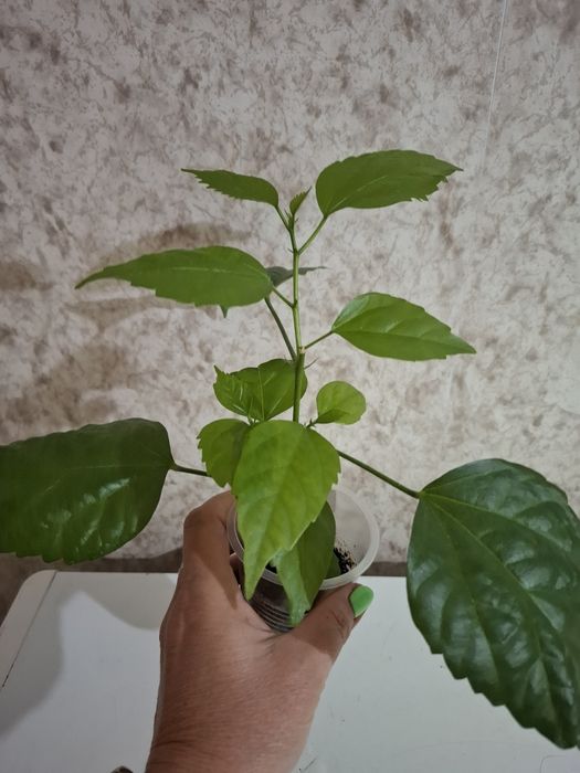 Продам Отростки  Гибискуса! Китайской розы!