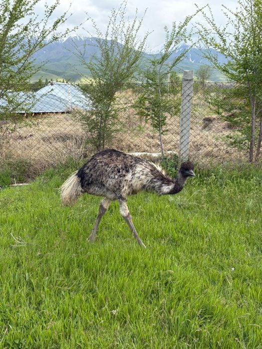 Продам страусов Эмму